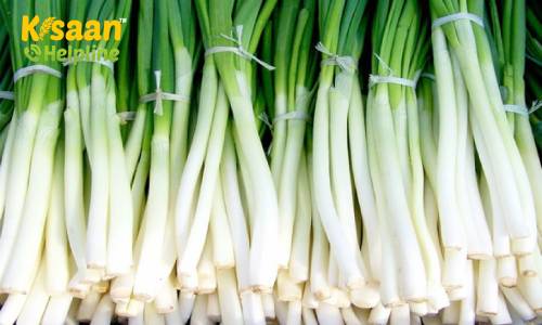 किसान भाई हरे प्याज की खेती करके कमा सकते है अच्छा मुनाफ़ा, जानिए हरे प्याज की उन्नत खेती के बारे में